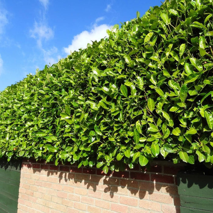 Grote Laurierkers Planten Novita voor 10 strekkende meter haag  - 15L - 20x - ↕125-150 cm