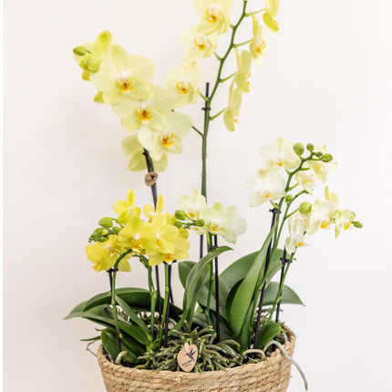 Kolibri Home – Einsatz mit Wasserreservoir und Bewässerungsdochten für Orchideenuntersetzer – Bewässerungssystem für Orchideen Ø 25 cm – 1 x 12 + 2 x 9 – Feldstrauß