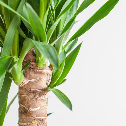Dracaena Janet Lindt avec Viber blanc - ↕95cm - Ø21cm - Plante dragon
