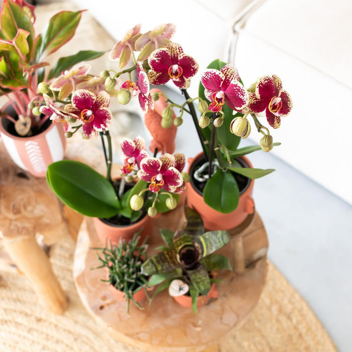 Geel rode phalaenopsis orchidee - Spain - Ø9cm - Bloeiende kamerplant