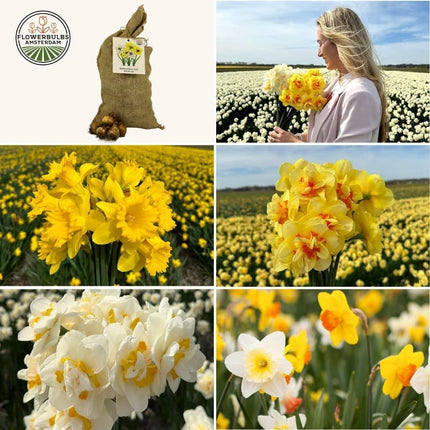 Flowerbulbs Amsterdam – Super Narzissenmix – Nachhaltiger Vorteilsbeutel, 100 Blumenzwiebeln für 2,5 m² Blütenpracht – Größe 12/14