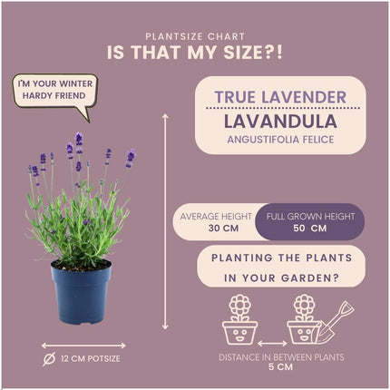 Lavandula Angustifolia Felice® - ↕25cm- Ø12 cm - Lawenda - 24x