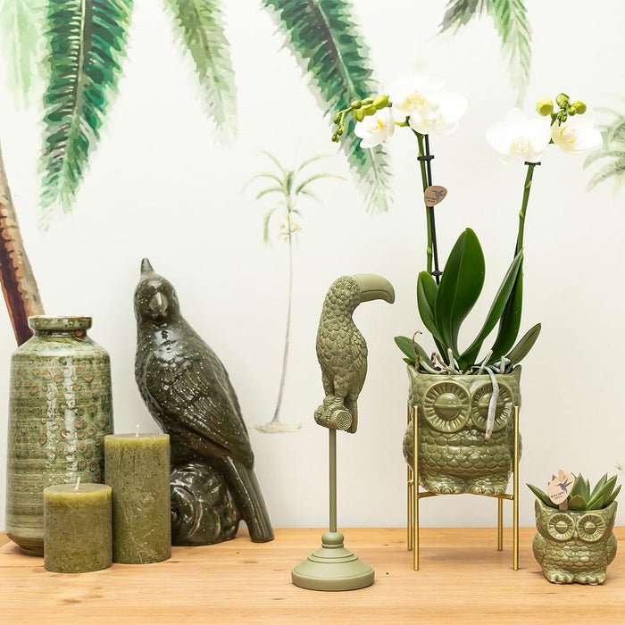 Witte Phalaenopsis orchidee – Amabilis + Owl sierpot groen – Ø9cm – ↕40cm - Bloeiende kamerplant in bloempot