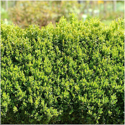 Buxus Sempervirens hæk - 1 meter - ↕20cm - Ø12cm - 6x