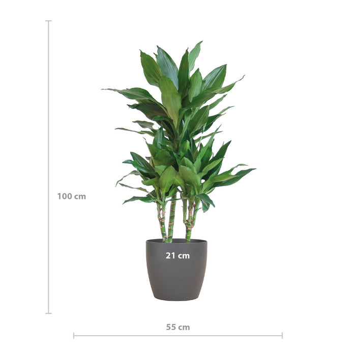Dracaena Janet Lindt met Viber grijs - ↕95cm - Ø21cm - Drakenplant