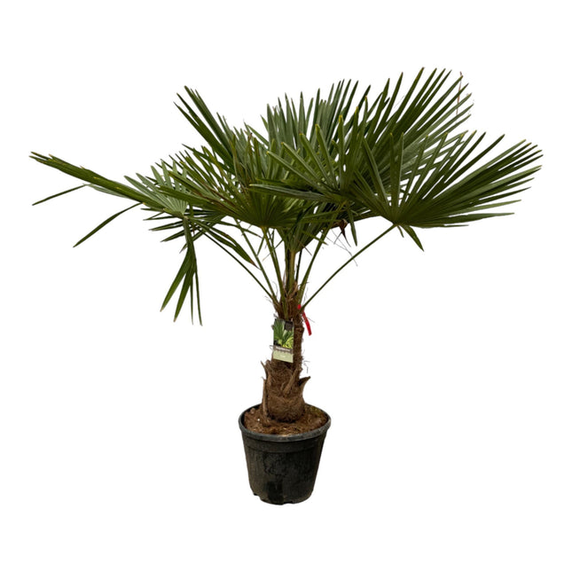 Trachycarpus Fortuneii - ↕180-200cm - Ø40cm