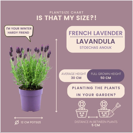 Lavandula Stoechas Anouk® - ↕25 cm - Ø12cm - Lavande - 24x