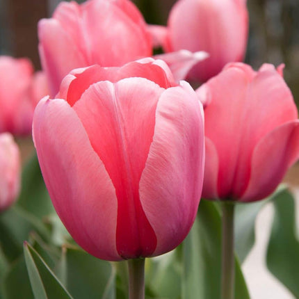 Bulbes de fleurs Amsterdam - Mélange de tulipes hollandaises - Boîte moyenne de luxe, 40 bulbes pour 1 m² de splendeur florale - Taille 12+
