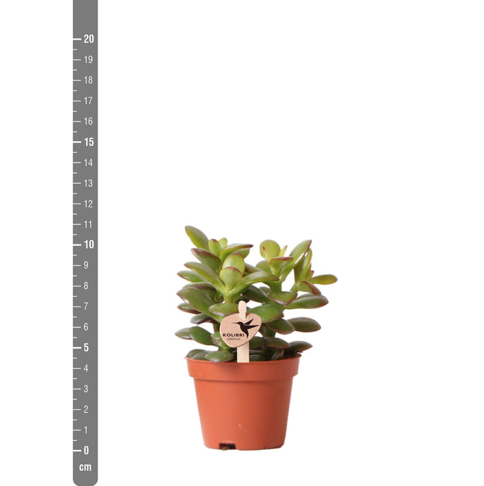 Crassula Minor - Vetplant - Ø6cm - Kolibri Greens - Groene plant
