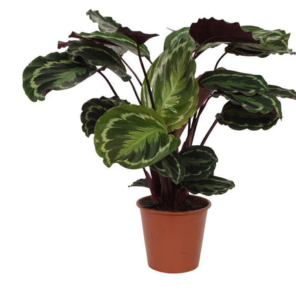 Calathea Medallion - ↕80cm - Ø24cm