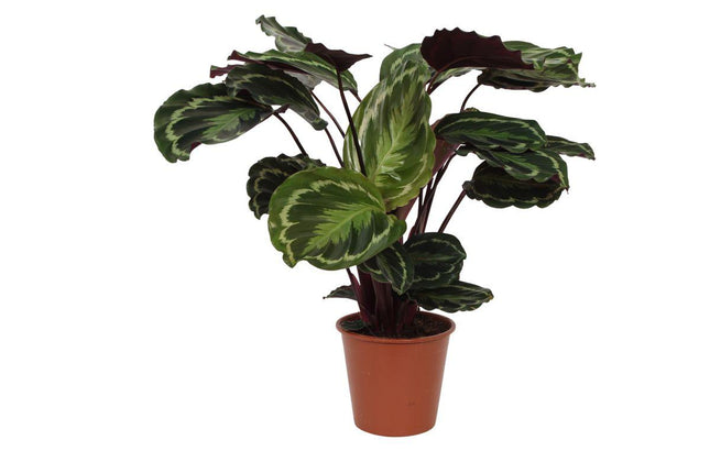 Médaillon Calathea - ↕80cm - Ø19cm