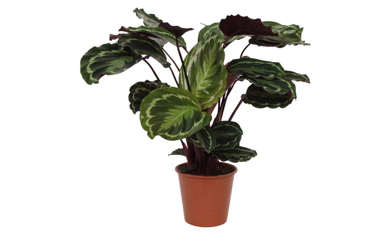 calathea lila unterseite Calathea-Medaillon - ↕80 cm
