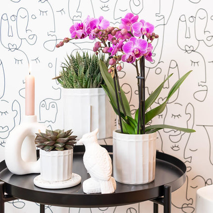 Orquídea Phalaenopsis púrpura/rosa - Mineral Vienna - Ø9cm - Planta de interior con flores