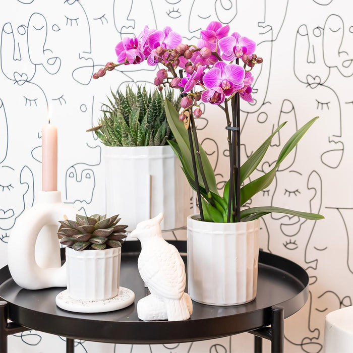 Paars/ roze Phalaenopsis orchidee - Mineral Vienna - Ø9cm - Bloeiende kamerplant