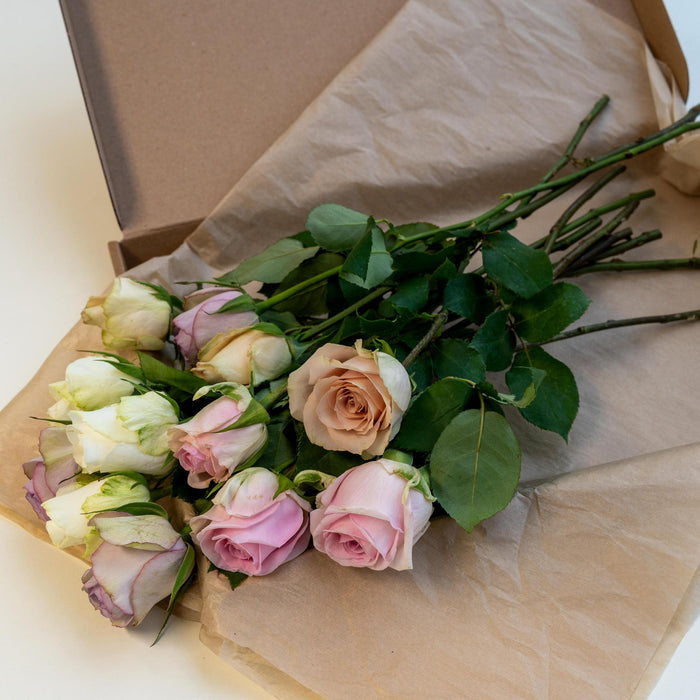 Letterbox Roses Sweet Pink - ↕35cm