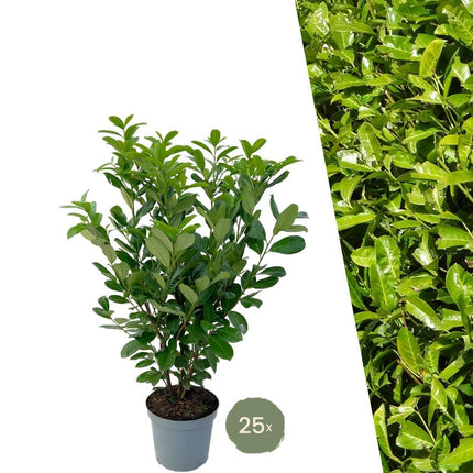 Laurier-cerise à feuilles rondes (Laurier-cerise Rotundifolia) de grande taille pour une haie de 10 mètres - 12L - 25x - ↕100-125 cm