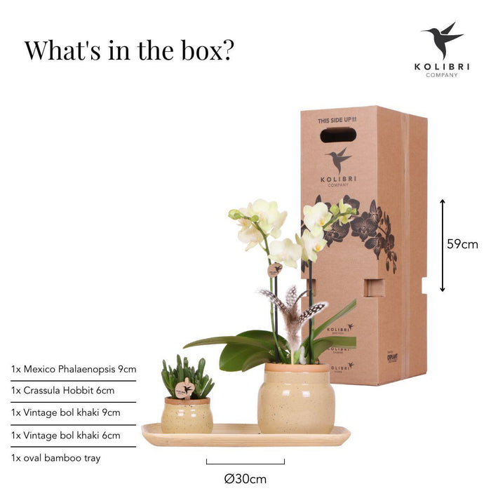 Groene plant met gele Phalaenopsis orchidee in Vintage khaki sierpotten en bamboe dienblad