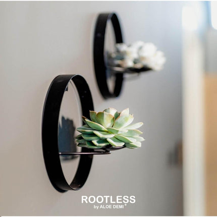 ROOTLESS Succulent Echeveria Lilacina on Black Wall Decor Stand - ↕20cm - Ø20cm