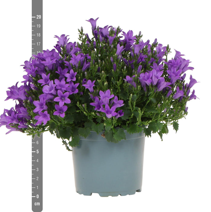 Campanula Addenda - Klokjesbloem paars Ø12cm - 2m2 bodembedekker - 12 stuks - Ambella purple - tuinplanten - winterhard