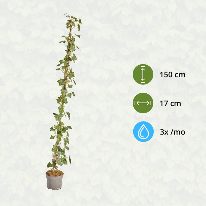 Hedera Hibernica - Klimop - Gestokt - ↕125-150 cm