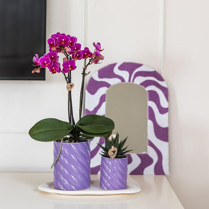 Optimismus kleines Flieder-Geschenkset | Grüne Pflanze mit orangefarbener Phalaenopsis-Orchidee in dekorativen Candy-Töpfen auf einem weißen Bio-Tablett