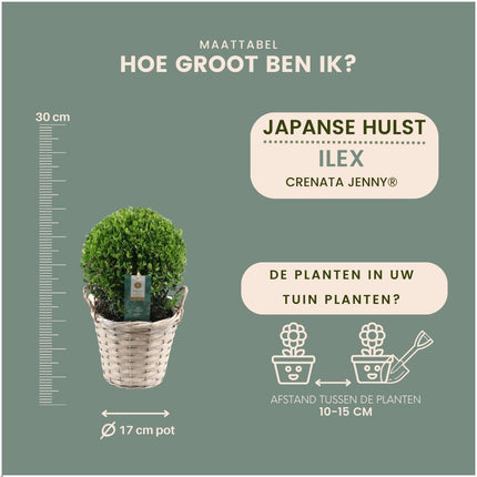 Ilex crenata 'Jenny' bulb in wicker basket - Ø20cm - 2x