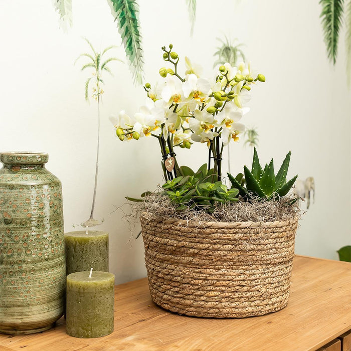 Roze plantenset in Reed Basket incl. waterreservoir | drie roze orchideeën Andorra 9cm en drie groene planten Rhipsalis | Jungle Bouquet roze met zelfvoorzienend waterreservoir