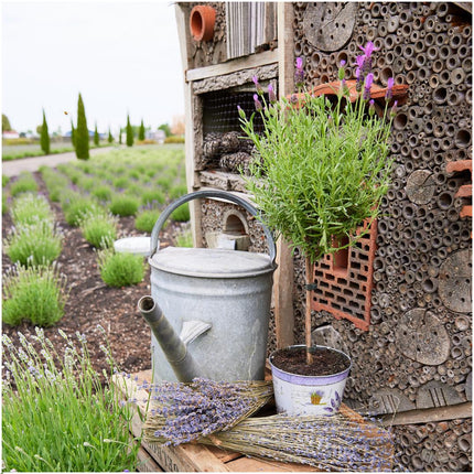 Lavandula stoechas Anouk® su stelo in vaso decorativo con stampa lavanda - Ø15cm - set di 2 Lavande francesi su stelo in vaso decorativo