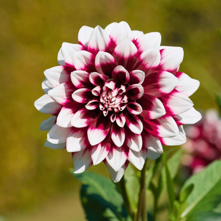 Dahlia Bollen | 24 dahlia mystery day knollen voor 4m², grootbloemige uitstraling
