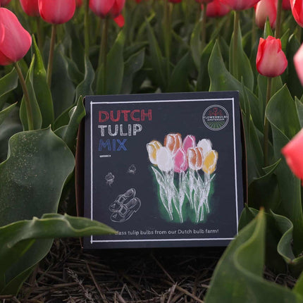 Bulbes de fleurs Amsterdam - Mélange de tulipes hollandaises - Boîte moyenne de luxe, 40 bulbes pour 1 m² de splendeur florale - Taille 12+