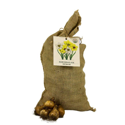 Flowerbulbs Amsterdam – Super Narzissenmix – Nachhaltiger Vorteilsbeutel, 100 Blumenzwiebeln für 2,5 m² Blütenpracht – Größe 12/14