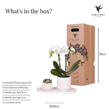 Kolibri Company | Set de plantas pequeñas Slow Living | Orquídea Phalaenopsis Lausanne blanca y suculenta, incluye macetas decorativas de cerámica sobre bandeja orgánica blanca.