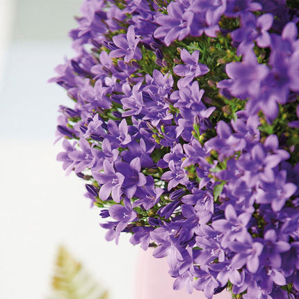 Campanula Addenda Ambella Viola Intenso - Fioriera da balcone bianca con 3 campanule Ø12cm - con sistema di sospensione - Campanula viola - perenni
