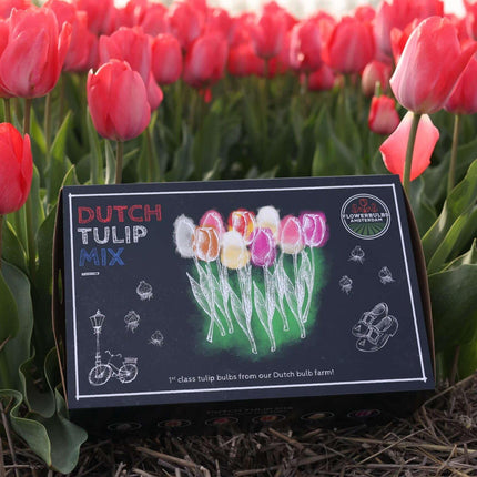 Flowerbulbs Amsterdam - Hollandsk Tulipan Mix - Luksusæske stor, 90 blomsterløg til 2,5 m² blomsterpragt - Størrelse 12+