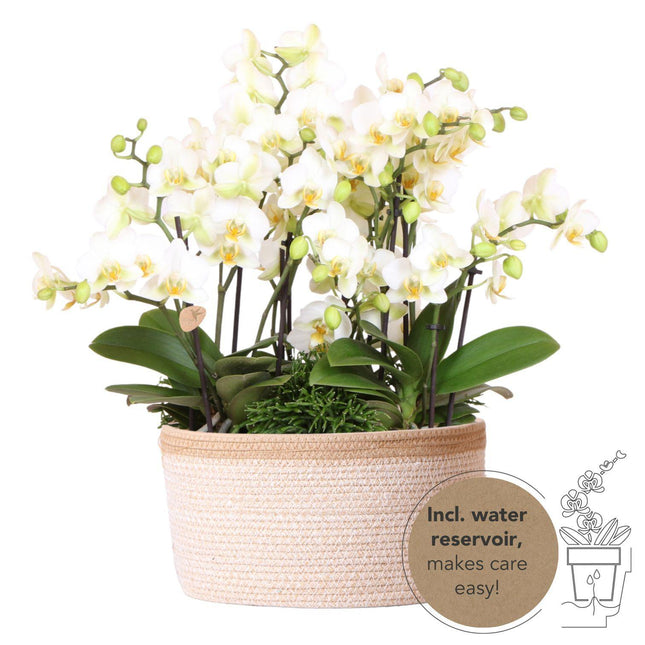 Composizione di piante bianche in cestino di cotone con serbatoio d'acqua incluso | tre orchidee Lausanne bianche da 9 cm e tre piante di Rhipsalis verdi | Bouquet Jungle bianco con serbatoio d'acqua integrato