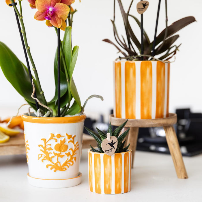 Oranje Phalaenopsis orchidee - Jamaica + Painted Stripe pot oranje - Ø9cm - Bloeiende kamerplant