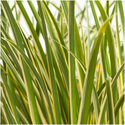 Acorus Gramineus 'Argenteostriatus' - Dværg Calamus - ↕30cm - Ø14cm - 3x