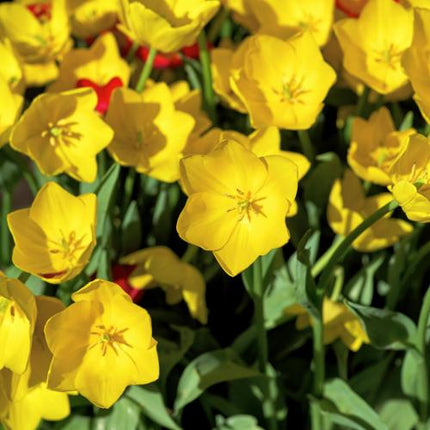 Oro intenso - Bulbi di tulipano - 20 pezzi - Bulbi di fiori