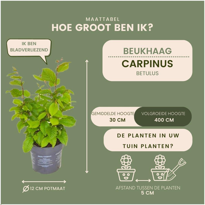 Haagbeuk 1 meter - Carpinus Betulus - Set van 6 winterharde haagplanten - Bladverliezende haag