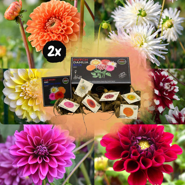Bulbi di dalia | Scatola di lusso grande, set di 6 dalie olandesi, 2 scatole per oltre 2 m²