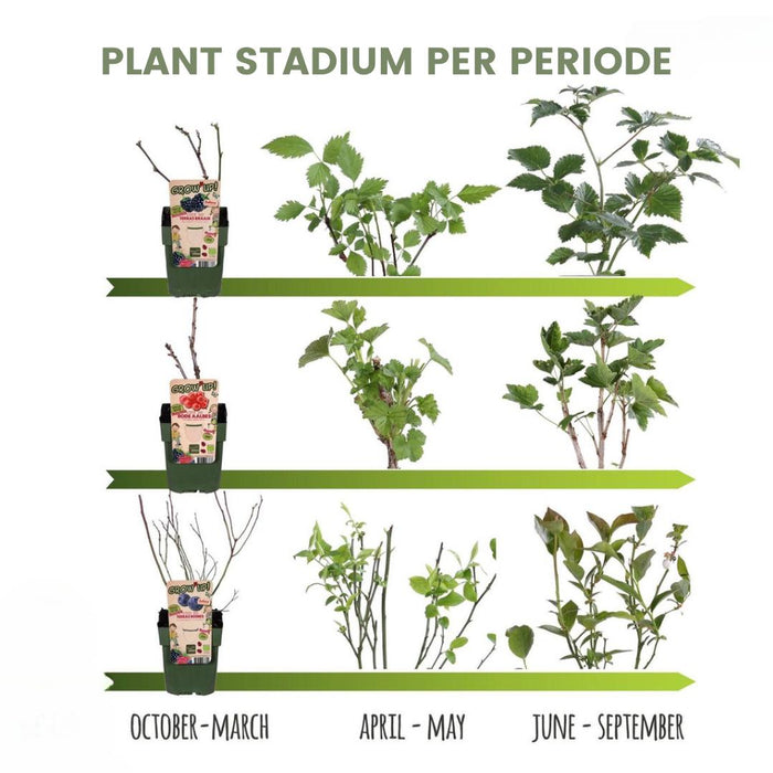 Frambozenplanten Biologisch - ↕20cm - Ø13cm - 6x