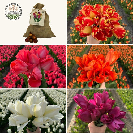 Bulbos de flores Amsterdam - Super Tulip Mix - Paquete económico y sostenible, 100 bulbos para 2,5 m² de esplendor floral - Tamaño 12+