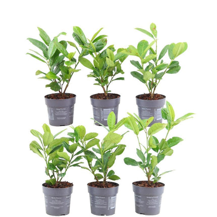 Kirschlorbeerhecke (Prunus laurocerasus 'Rotundifolia') – 1 Meter – Set mit 6 winterharten Heckenpflanzen – Immergrüne Hecke