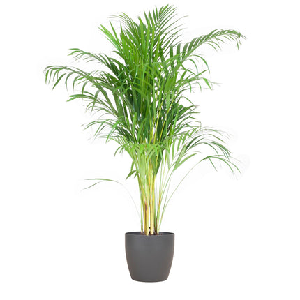 Areca-palme (Dypsis Lutescens) - Gylden palme - med grå viber - ↕100cm - Ø21cm