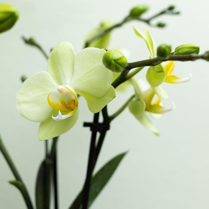 Gele Phalaenopsis orchidee - Mexico - Ø9cm - Bloeiende kamerplant