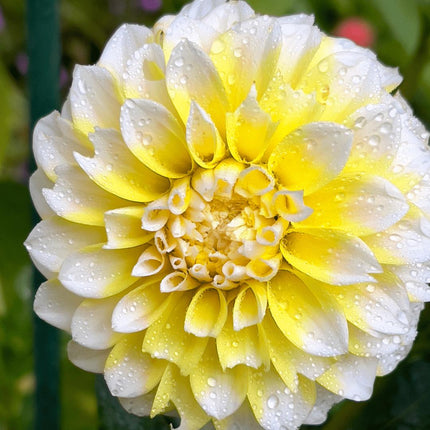 Dahlia Bollen | 12 dahlia seattle knollen voor 2m², grootbloemige uitstraling