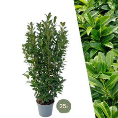Collection image for: Lauroceraso (Prunus Laurocerasus)