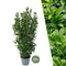 Laurierkers (Prunus Laurocerasus)