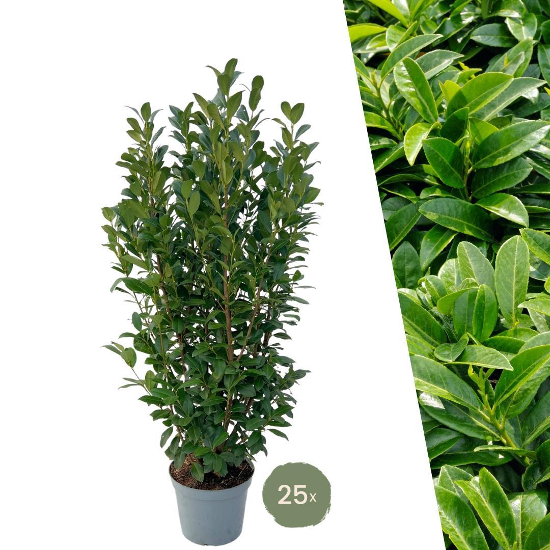 obi kirschlorbeer caucasica Großer Lorbeerobelisk für 10 laufende Meter Hecke – 12L – 25x – ↕100–1 —  Planten247.nl