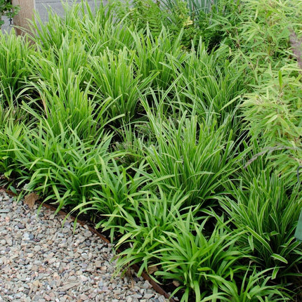 Carex morrowi 'Ice Dance' - Zegge - ↕25cm - Ø14cm - 6x